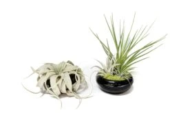 Fully Assembled Tillandsia Air Plant Dish Garden In Black Glazed Container 20 Fully Assembled Tillandsia Air Plant Dish Garden In Black Glazed Container -Air plant supply co. Tillandsia Air Plant Black Glazed Terracotta Pot Dish 6 scaled
