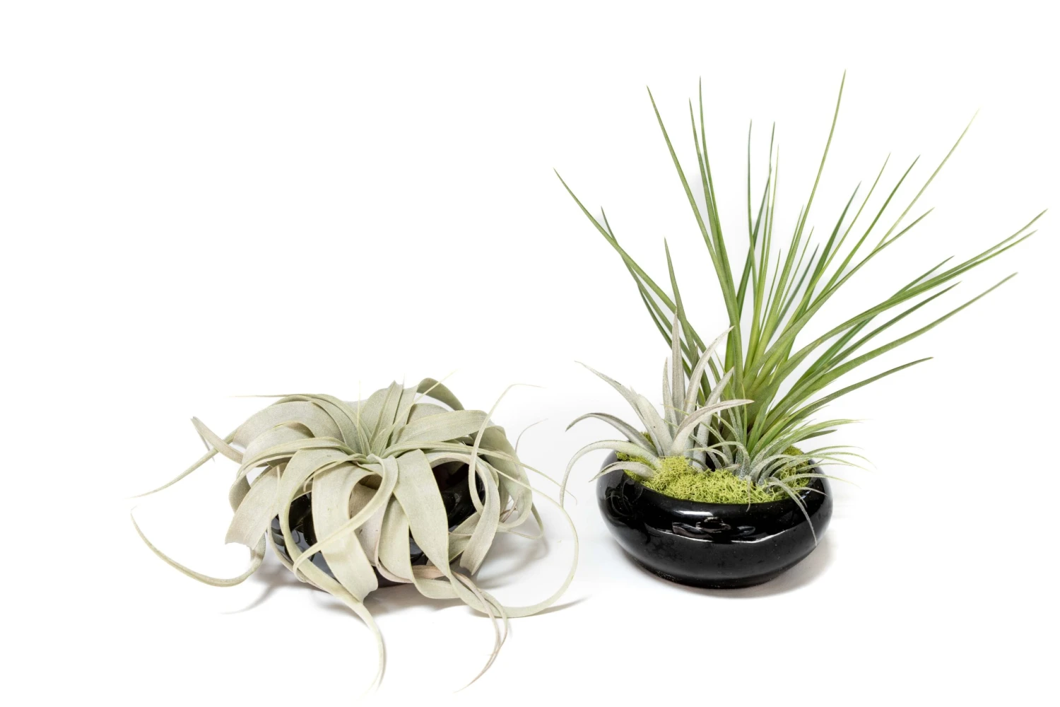 Fully Assembled Tillandsia Air Plant Dish Garden In Black Glazed Container 9 Fully Assembled Tillandsia Air Plant Dish Garden In Black Glazed Container - Image 9