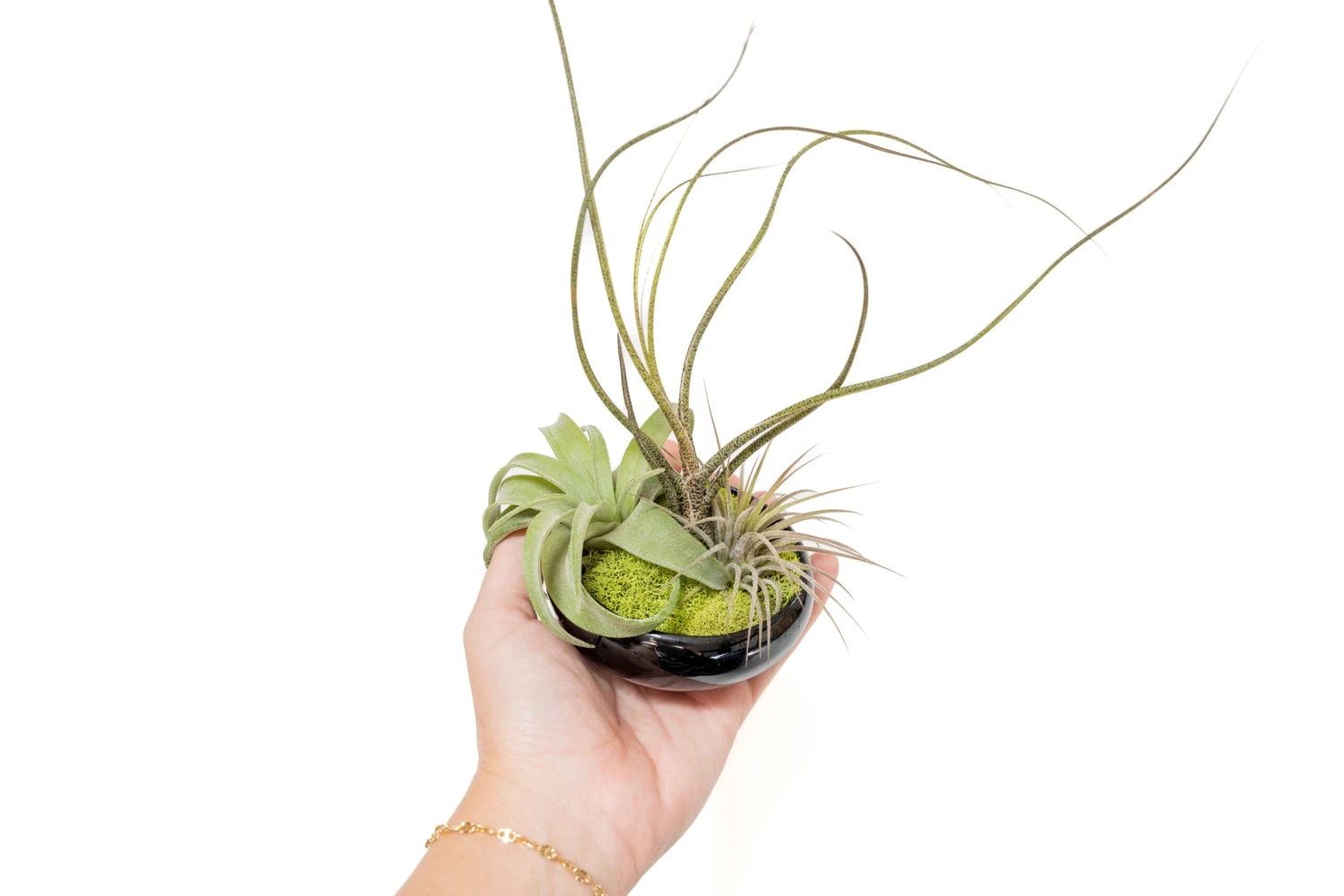 Fully Assembled Tillandsia Air Plant Dish Garden In Black Glazed Container 8 Fully Assembled Tillandsia Air Plant Dish Garden In Black Glazed Container - Image 8