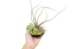 Miniature Black Glazed Tillandsia Air Plant Dish -Air plant supply co. Tillandsia Air Plant Black Glazed Terracotta Pot Dish 9 ba301856 30f2 4700 ab81 7b64a3eae716 scaled