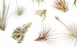 SALE - Tillandsia Air Plant Color, Blush & Bud Pack - Set Of 10 Or 20 - 35% Off -Air plant supply co. Tillandsia Air Plant Blooming Blushing 2
