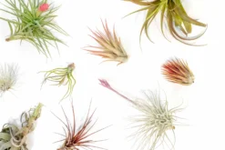 SALE - Tillandsia Air Plant Color, Blush & Bud Pack - Set Of 10 Or 20 - 35% Off -Air plant supply co. Tillandsia Air Plant Blooming Blushing 3 scaled