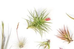 SALE - Tillandsia Air Plant Color, Blush & Bud Pack - Set Of 10 Or 20 - 35% Off -Air plant supply co. Tillandsia Air Plant Blooming Blushing 4
