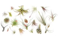 SALE - Tillandsia Air Plant Color, Blush & Bud Pack - Set Of 10 Or 20 - 35% Off -Air plant supply co. Tillandsia Air Plant Blooming Blushing 5