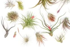 SALE - Tillandsia Air Plant Color, Blush & Bud Pack - Set Of 10 Or 20 - 35% Off -Air plant supply co. Tillandsia Air Plant Blooming Blushing 6