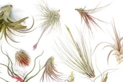 SALE - Tillandsia Air Plant Color, Blush & Bud Pack - Set Of 10 Or 20 - 35% Off -Air plant supply co. Tillandsia Air Plant Blooming Blushing 7