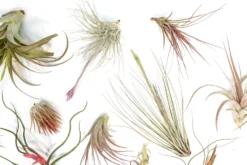 SALE - Tillandsia Air Plant Color, Blush & Bud Pack - Set Of 10 Or 20 - 35% Off -Air plant supply co. Tillandsia Air Plant Blooming Blushing 7 scaled