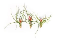 Large Tillandsia Bulbosa Belize Air Plants / 6-8 Inch Plants 7 Large Tillandsia Bulbosa Belize Air Plants / 6-8 Inch Plants -Air plant supply co. Tillandsia Air Plant Bulbosa Belize 3