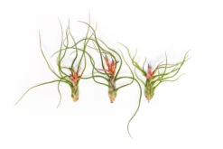 Large Tillandsia Bulbosa Belize Air Plants / 6-8 Inch Plants -Air plant supply co. Tillandsia Air Plant Bulbosa Belize 3 scaled