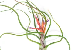 Large Tillandsia Bulbosa Belize Air Plants / 6-8 Inch Plants -Air plant supply co. Tillandsia Air Plant Bulbosa Belize 4 scaled