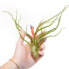 Large Tillandsia Bulbosa Belize Air Plants / 6-8 Inch Plants
