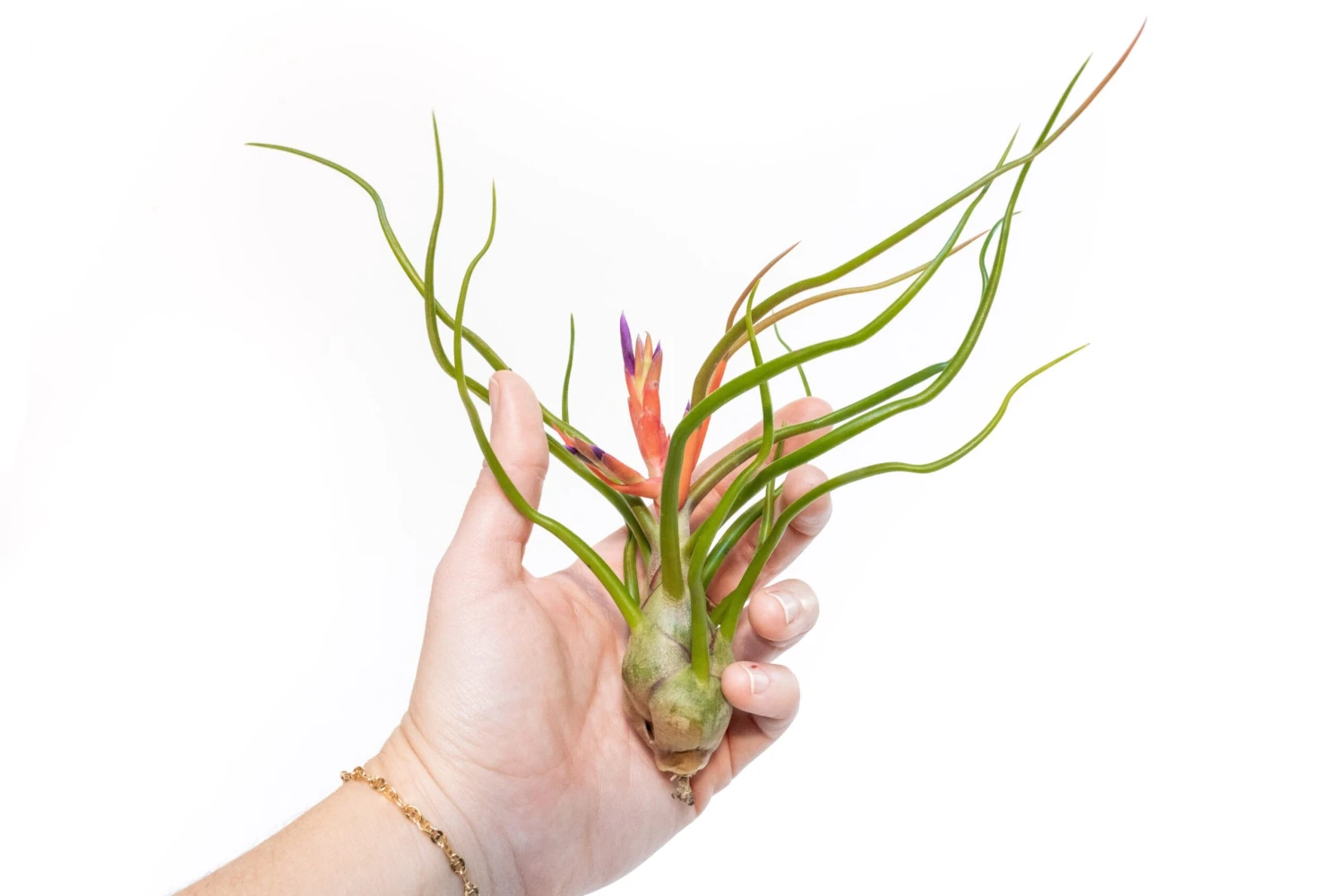 Large Tillandsia Bulbosa Belize Air Plants / 6-8 Inch Plants 1 Large Tillandsia Bulbosa Belize Air Plants / 6-8 Inch Plants