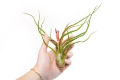 Large Tillandsia Air Plant Variety - Set Of 10, 15, Or 20 - 40% Off -Air plant supply co. Tillandsia Air Plant Bulbosa Belize 1 72249a31 ccdc 41fc 8b04 898e24e13b33