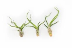Tillandsia Bulbosa Guatemala Air Plants 6 Tillandsia Bulbosa Guatemala Air Plants -Air plant supply co. Tillandsia Air Plant Bulbosa Guatemala 1 1