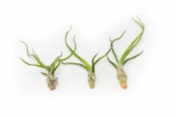 Tillandsia Bulbosa Guatemala Air Plants -Air plant supply co. Tillandsia Air Plant Bulbosa Guatemala 1 1 scaled