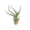 Tillandsia Bulbosa Guatemala Air Plants