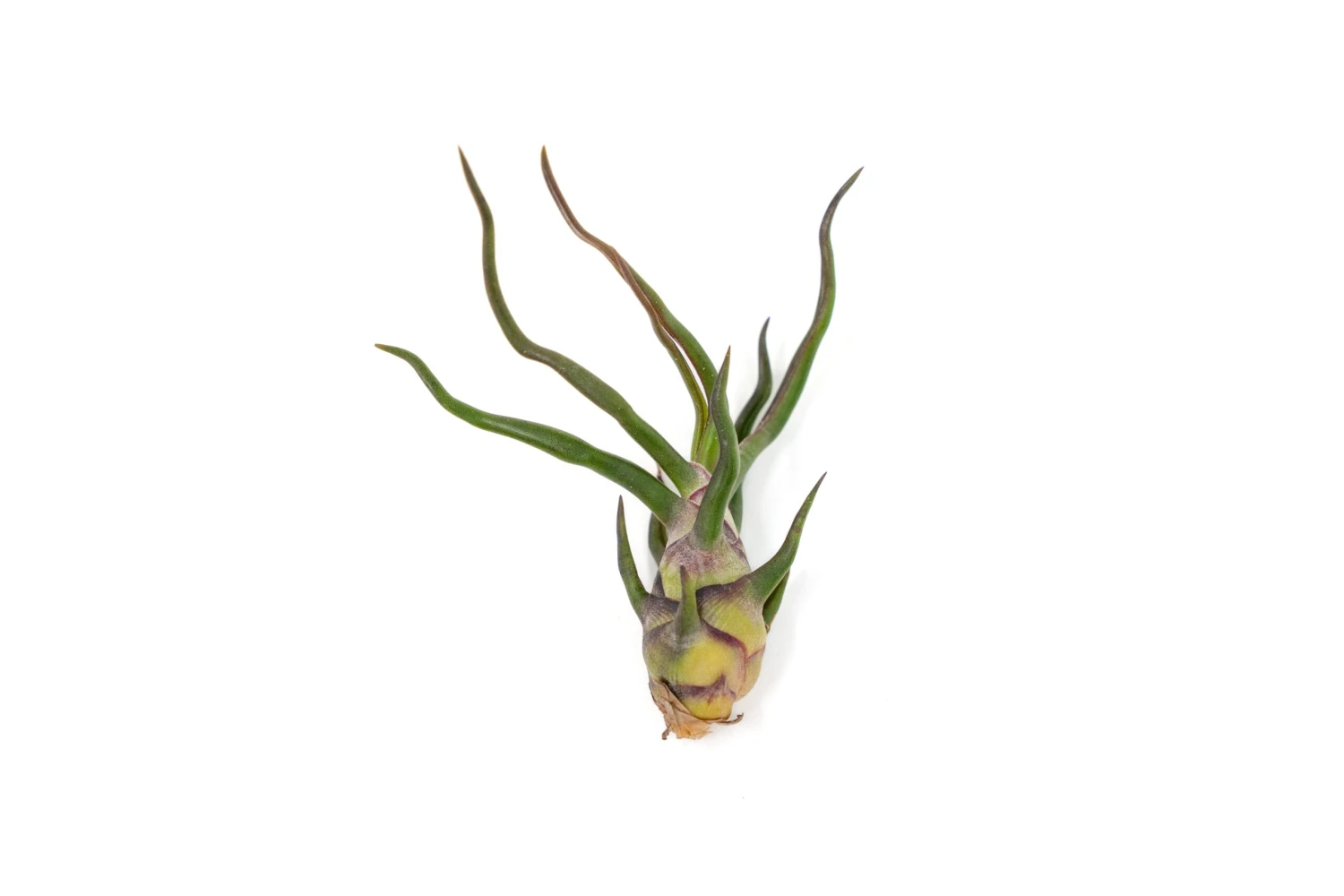 Tillandsia Bulbosa Guatemala Air Plants 1 Tillandsia Bulbosa Guatemala Air Plants