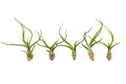 SALE - Tillandsia Bulbosa Guatemala Air Plants - Set Of 10, 20, Or 30 - 40% Off -Air plant supply co. Tillandsia Air Plant Bulbosa Guatemala 2 23714f40 5614 45fb b4e0 a739f294f8e3 scaled
