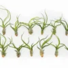 SALE - Tillandsia Bulbosa Guatemala Air Plants - Set Of 10, 20, Or 30 - 40% Off