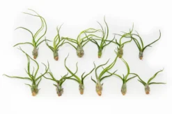 SALE - Tillandsia Bulbosa Guatemala Air Plants - Set Of 10, 20, Or 30 - 40% Off