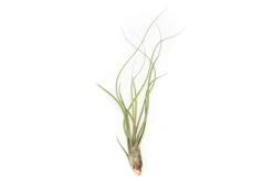XL Tillandsia Butzii Air Plants / 10-18 Inch Plants