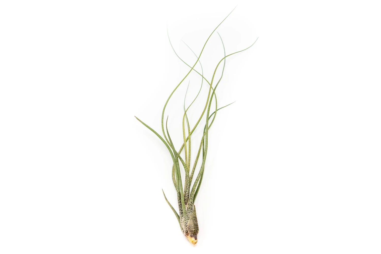 Large Tillandsia Butzii Air Plants / 6-9 Inch Plants 2 Large Tillandsia Butzii Air Plants / 6-9 Inch Plants - Image 2