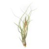 Large Tillandsia Butzii Air Plants / 6-9 Inch Plants