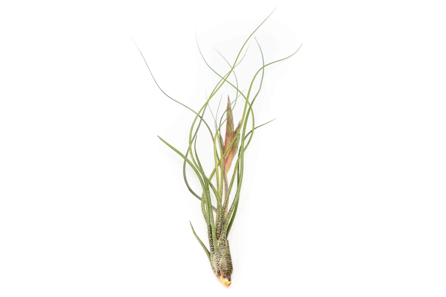 Large Tillandsia Butzii Air Plants / 6-9 Inch Plants 1 Large Tillandsia Butzii Air Plants / 6-9 Inch Plants