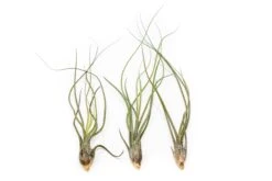 Large Tillandsia Butzii Air Plants / 6-9 Inch Plants 5 Large Tillandsia Butzii Air Plants / 6-9 Inch Plants -Air plant supply co. Tillandsia Air Plant Butzii 2 7f5d9fea 279c 42d9 aaad 14aaac4b14c5