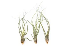 Large Tillandsia Butzii Air Plants / 6-9 Inch Plants -Air plant supply co. Tillandsia Air Plant Butzii 2 7f5d9fea 279c 42d9 aaad 14aaac4b14c5 scaled