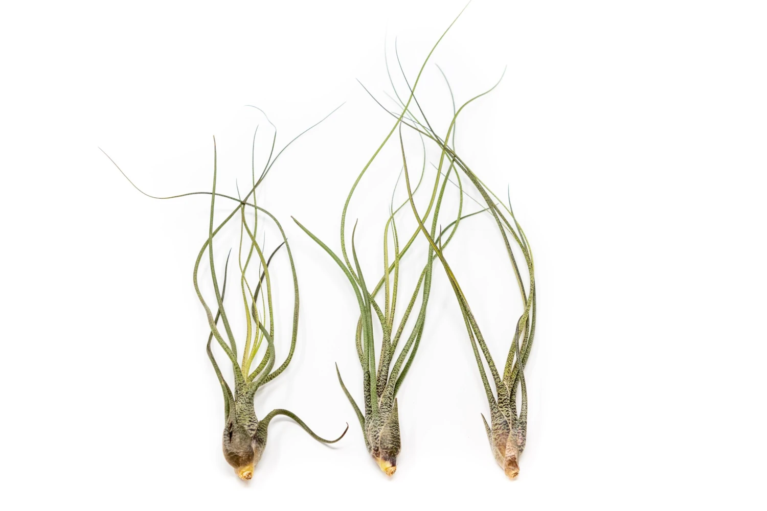 Large Tillandsia Butzii Air Plants / 6-9 Inch Plants 3 Large Tillandsia Butzii Air Plants / 6-9 Inch Plants - Image 3