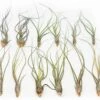 SALE - Large Tillandsia Butzii Air Plants - Set Of 10 Or 20 Air Plants - 40% Off