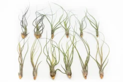 SALE - Large Tillandsia Butzii Air Plants - Set Of 10 Or 20 Air Plants - 40% Off