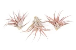 Large Tillandsia Capitata Peach Air Plants / 4-6 Inch Plants -Air plant supply co. Tillandsia Air Plant Capitata Peach 1