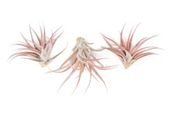 Large Tillandsia Capitata Peach - Set Of 5, 10, Or 20 Air Plants - 50% Off -Air plant supply co. Tillandsia Air Plant Capitata Peach 1 424afff4 d424 429a 8c0c 047ebdd7f05c scaled