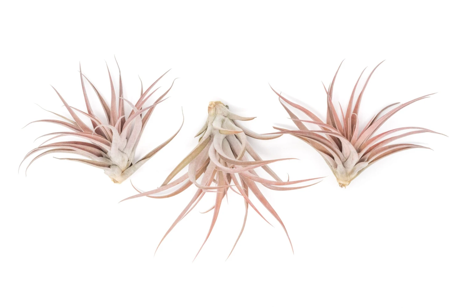 Large Tillandsia Capitata Peach - Set Of 5, 10, Or 20 Air Plants - 50% Off 5 Large Tillandsia Capitata Peach - Set Of 5, 10, Or 20 Air Plants - 50% Off - Image 5