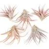 Large Tillandsia Capitata Peach - Set Of 5, 10, Or 20 Air Plants - 50% Off