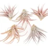 Large Tillandsia Capitata Peach - Set Of 5, 10, Or 20 Air Plants - 50% Off