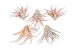 Tillandsia Capitata Peach Air Plants -Air plant supply co. Tillandsia Air Plant Capitata Peach 2 b2bb8f30 1298 43bd aaa9 bae0193de2a1 scaled