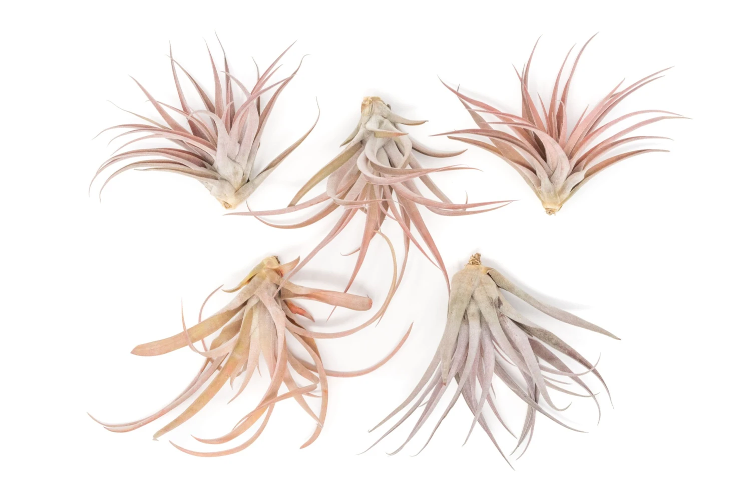 Tillandsia Capitata Peach Air Plants 3 Tillandsia Capitata Peach Air Plants - Image 3