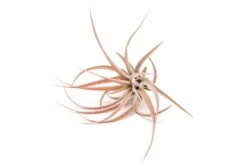 Large Tillandsia Capitata Peach Air Plants / 4-6 Inch Plants -Air plant supply co. Tillandsia Air Plant Capitata Peach Large 1