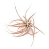 Tillandsia Capitata Peach Air Plants