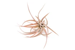 Tillandsia Capitata Peach Air Plants