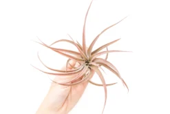 Large Tillandsia Capitata Peach - Set Of 5, 10, Or 20 Air Plants - 50% Off -Air plant supply co. Tillandsia Air Plant Capitata Peach Large 2 5d068065 2594 42af b080 c4129c124f58 scaled