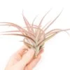 Large Tillandsia Capitata Peach Air Plants / 4-6 Inch Plants