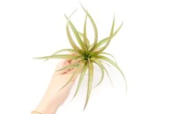 [IN BLUSH NOW!] Tillandsia 'Capitata Red' Air Plants