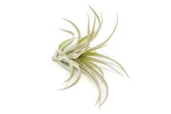 [IN BLUSH NOW!] Tillandsia 'Capitata Red' Air Plants -Air plant supply co. Tillandsia Air Plant Capitata Red 3