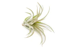 [IN BLUSH NOW!] Tillandsia 'Capitata Red' Air Plants -Air plant supply co. Tillandsia Air Plant Capitata Red 3 scaled