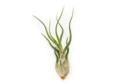 The Mayan Collection Of Tillandsia Air Plants -Air plant supply co. Tillandsia Air Plant Caput Medusae 1 0dd8ba71 2cd4 4b5b b24c efcc66df49a2 1 scaled
