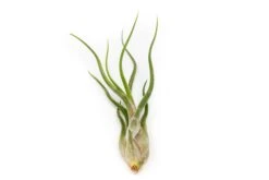 SALE - The Elegant Collection Of Tillandsia Air Plants - Set Of 10, 20, Or 30 - 60% Off -Air plant supply co. Tillandsia Air Plant Caput Medusae 1 0ffa1660 754f 4f15 ab90 4197c588f6ff 1
